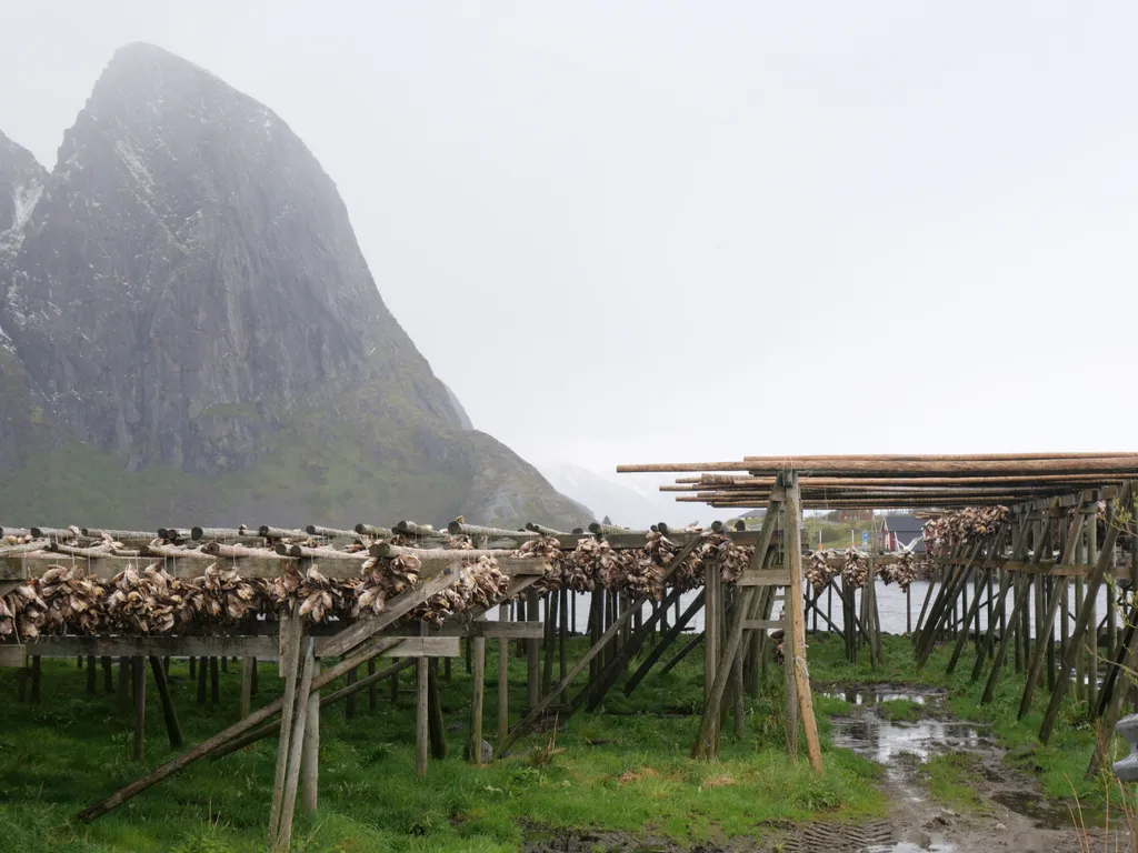 Auf Holzkonstruktionen hängen tausende Fische zum trocknen. Dahinter ragt ein Berg.